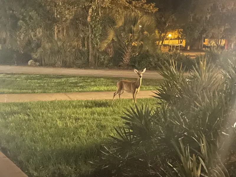 White-tailed deer in the palmettos beside a campsite at dusk — wildlife on the loops is part of the draw.